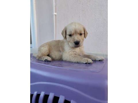 Baby face surat golden retriever yavrular