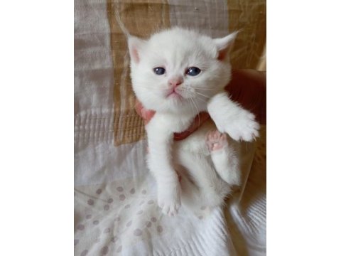 White point brit anne-ay11 scot babadan show kalite yavrular