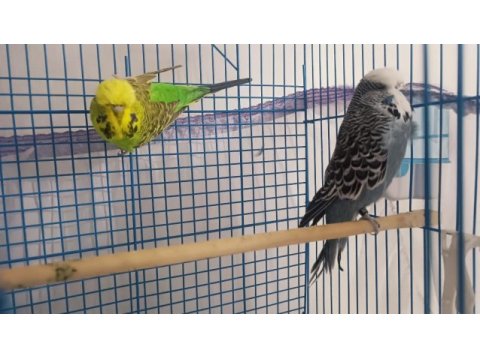 Çift muhabbet kuşu yavru alındı