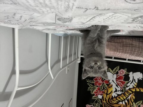 Tatlı british shorthair bebekler