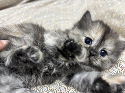 British longhair yavru