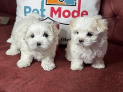 Tea cup maltese terrier yavrular ziyarete açık