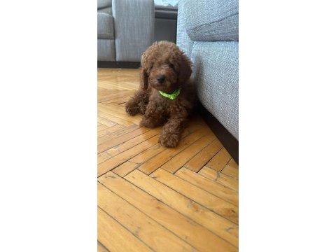 Izmir poodle köpeğimiz
