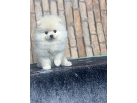 Pomeranian boo dünyası