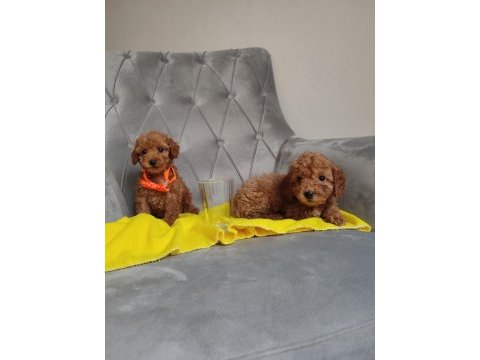 Avuç içi kadar renk güzelleri poodle