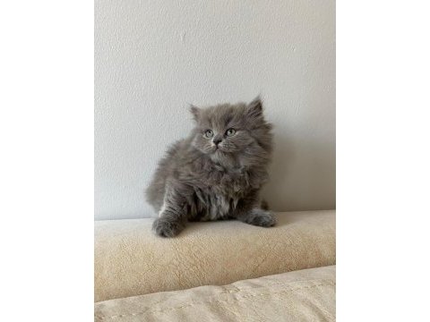 Orjinal şecereli blue point ve british shorthair yavrular
