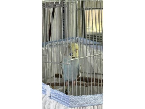 Yavru ele alışlın şhow jumbo erkek muhabbet kuşu