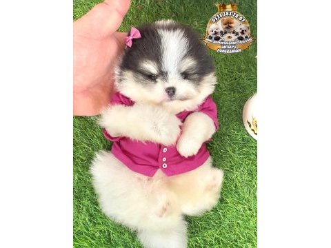 Antalya orjinal pomeranian boo yavrular gel gör al