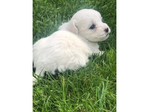 0 numara maltese terier bebekler