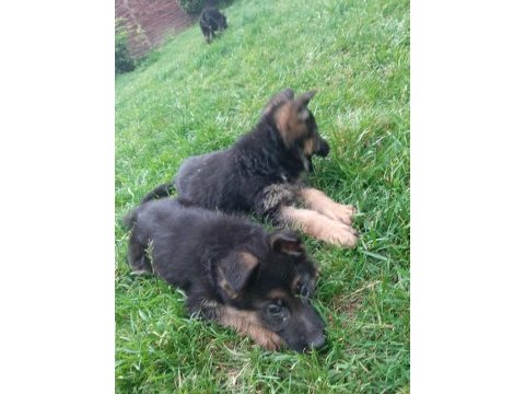 Şecereli aşılı dişi alman çoban köpeği yavruları