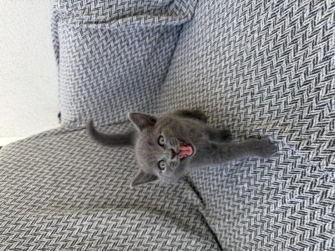 Orjinal british shorthair yavrusu