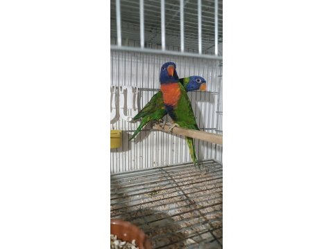 Lori papağanı erkek