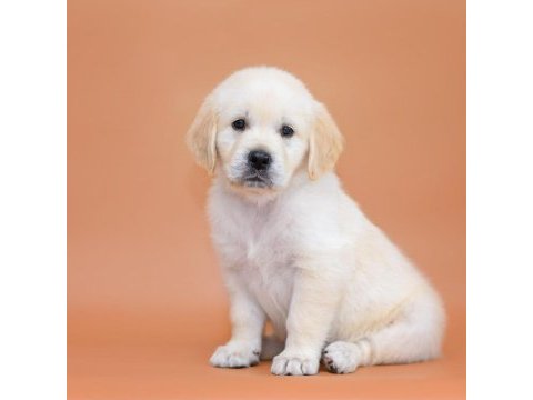 Golden retriever adrese teslim hizmetimiz vardır