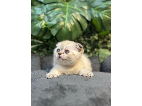 Scottish fold ny1133 dişi