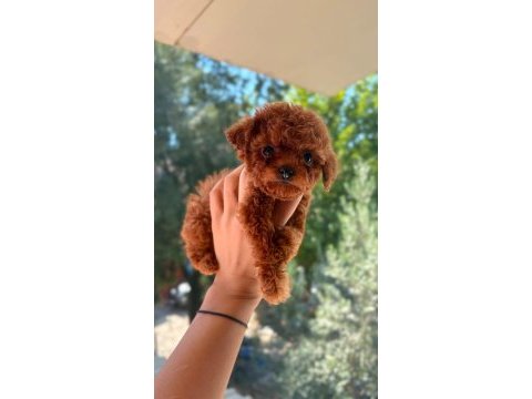 Kore tea cup poodle yavrular