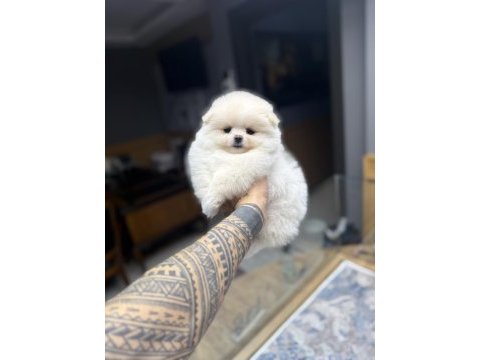 Oyuncak gibi tatlı pomeranian boo oğlumuz
