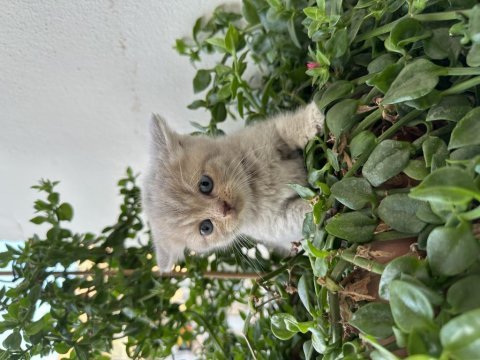 British shorthair 1.5 ay