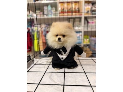 Ayıcık suratlı pomeranian
