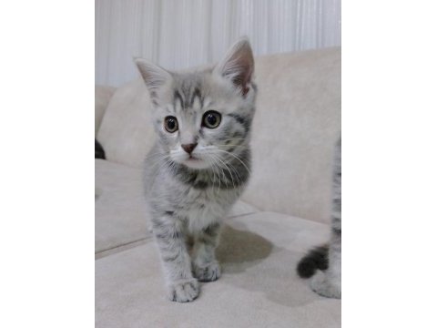 Sahiplendirme scottish fold