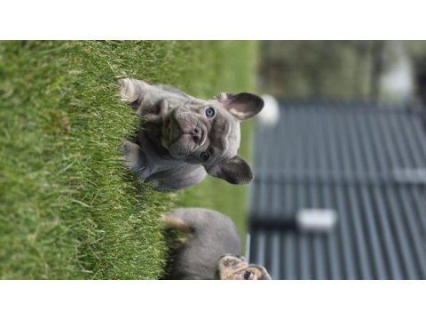 Renkli gözlü ev ortamında bakılan french bulldog yavrularım