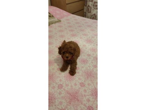 Toy poodle leri en tatlısı