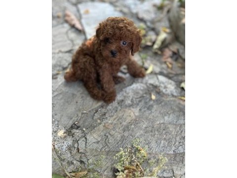 Teacup premium poodle yavrularımız