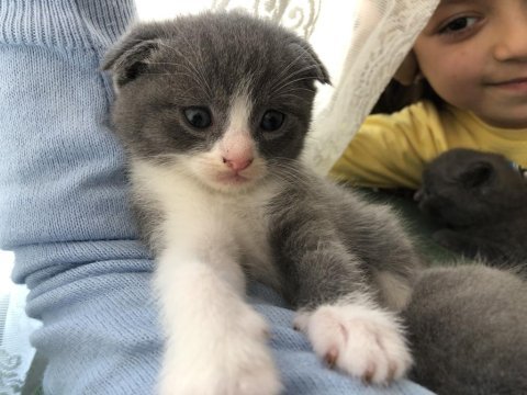 Münnoşlar scottish fold
