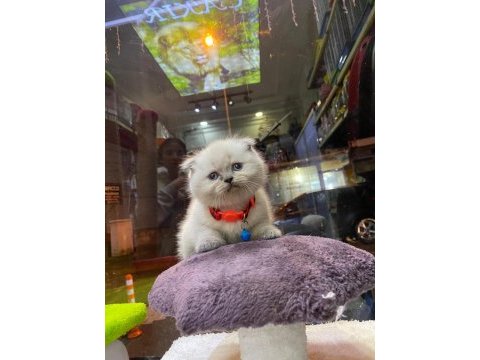 Scottish fold ve british her cins kaliteli yavru kedilerimiz