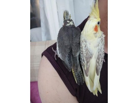 1 aylık ele alışkın sultan papağanlar ısırma yapmaz