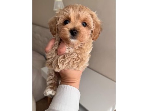 Ciciş ciciş maltipoo bebekler