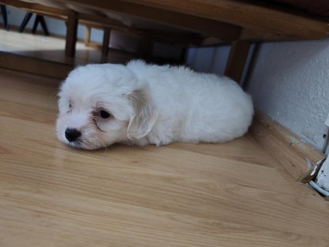 Erkek maltese yavrusu