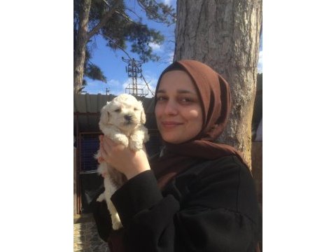 Toy poodle yavrular