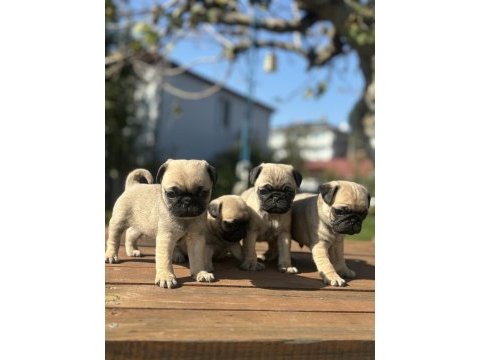 Kalitenin tam adresi pug