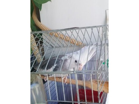 Erkek wifi sultan papağanı
