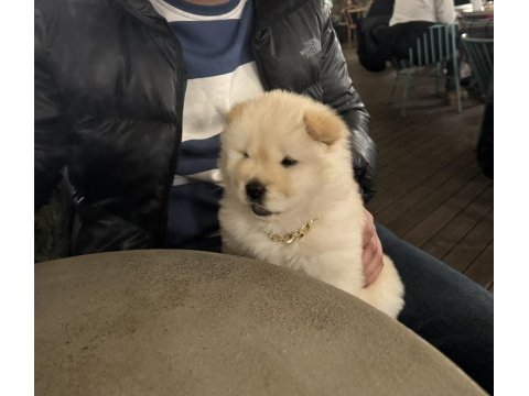 50 günlük bembeyaz chow chow köpeği