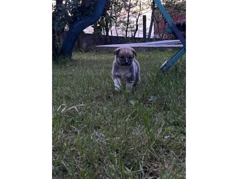 Akita bebeklerimiz 3 erkek 2 dişi anne baba safkan
