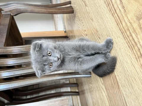 British shorthair kırık kulak