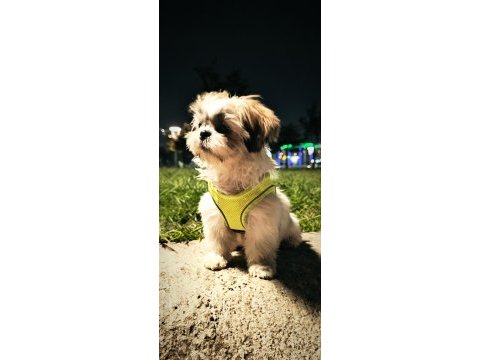 4 aylık aşıları tamam çipli shih tzu