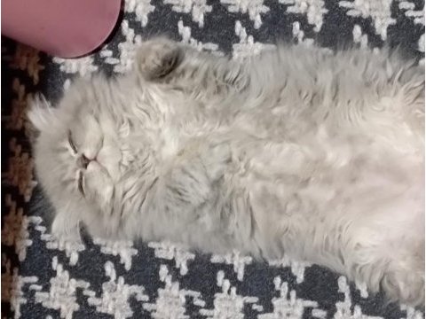 Oyuncu british longhair kızım yeni yuvasını arıyor