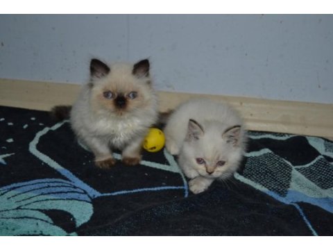 British shorthair yavru kedilerimiz