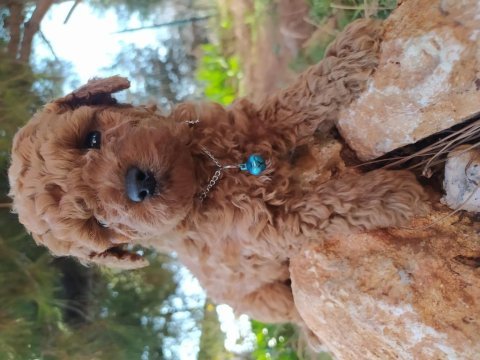 Aşılı teslim poodle