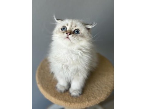Scottish fold longhair