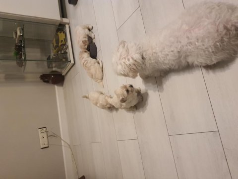 Yavru köpeklerimize yuva arıyoruz