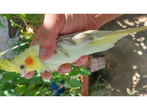 5 yeni yeme düşecek sultan papağanı yavrular