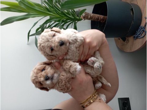 A class maltipoo yavrularımız