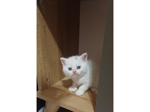 British shorthair minnoşum