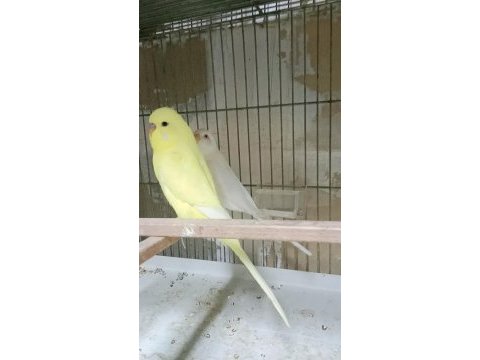Muhabbet kuşları ver türleri