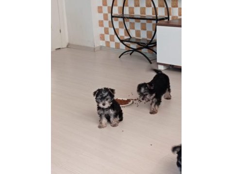 Muhteşem kaliteli yorkshire terrier