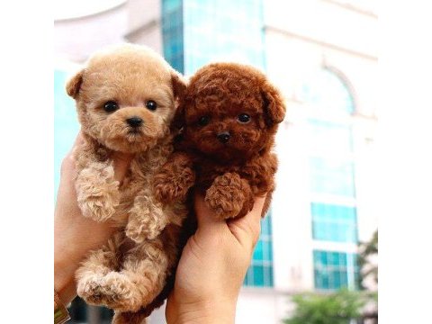 Toy poodle bebeklerim