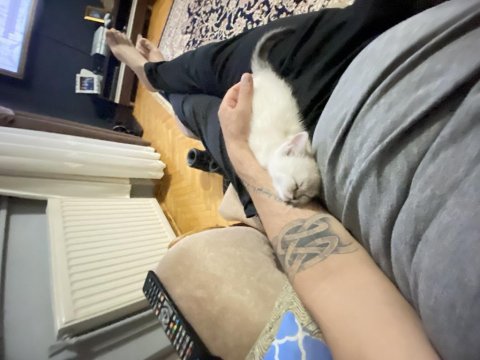 Sevgi yumağı kedimiz tuvalet eğitimi var mamaya başladı